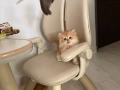 萌宠来了