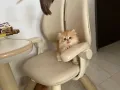 萌宠来了