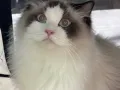 稀有高品相纯种布偶猫随缘机会