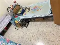 130宏茂桥 招一位男搭房