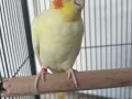 玄凤鹦鹉