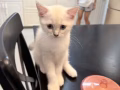 猫咪领养（小偿）