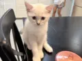 猫咪领养（小偿）