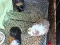 荷兰猪有价领养