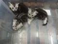 美国短毛猫