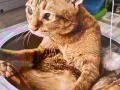 可爱吉猫领养