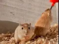 两只一个月大的小沙鼠🐹