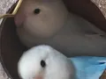 爱情鸟一对（白面蓝熏）仅限认真接养