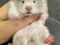 超级可爱的金丝熊宝宝领养中🐻‍❄️🐻