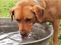 Licking pussy for lady
