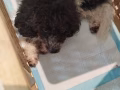 Adoption贵宾狗男xiao ming