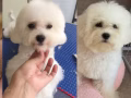 宠物美容寄宿寄养