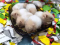 仓鼠宝宝20一个 30俩