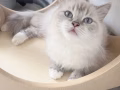 1岁多布偶猫女已结扎1300