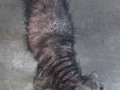 被遗弃的狗狗找主人