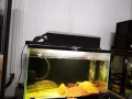 懒人鱼缸